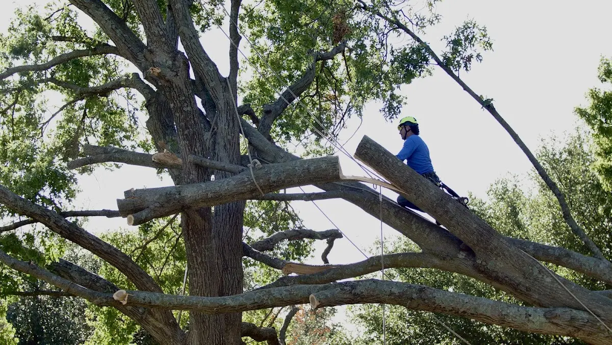 Professional Hazardous Tree Removal performed by certified arborists in Manor